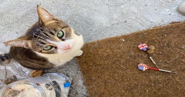 Cat Brings the Strangest Things to Owner