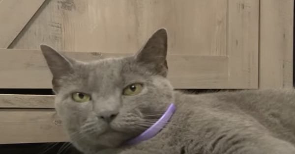 Cat Missing for Days Comes Back Home and Rings the Doorbell