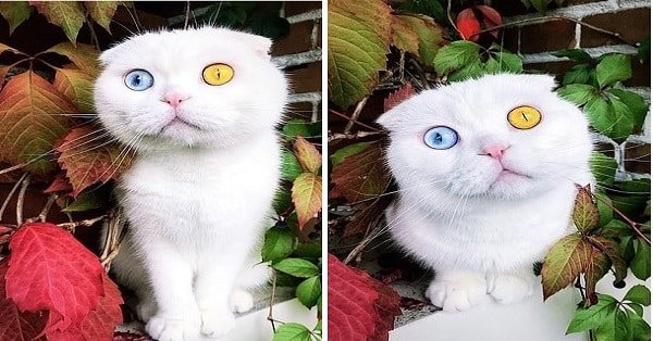 Cat is Constantly Rejected for Adoption Because of Her Eyes