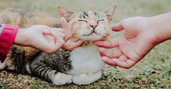 A New Study Finds that People That React Emotionally are Naturally Drawn to Cats