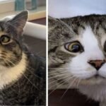 This Non-Stop Sad Cat Just Wants a Warm and Loving Home