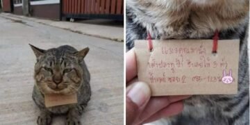 Cat Goes Missing for 3 Days, Returns with a Fisherman’s Note on Her Neck