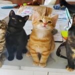 Cat ‘Invites’ Herself to a Home, Then Leads the Owners to Her Kittens