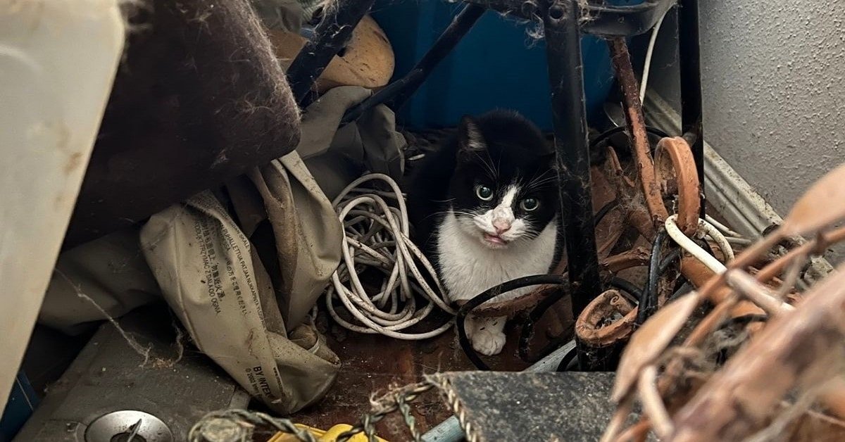 Cats Saved from a Hoarder Ranch