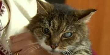 Old Cat Reunited with Owners After Being Stolen in Melbourne