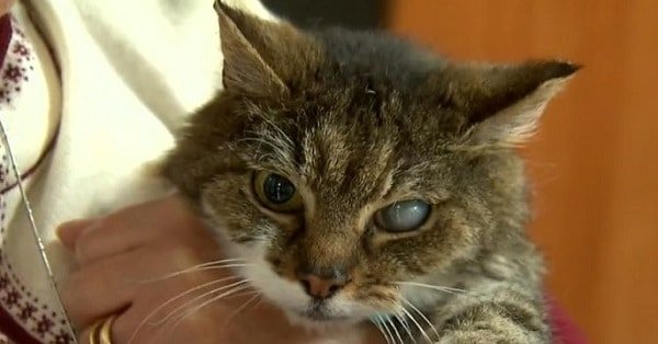 Old Cat Reunited with Owners After Being Stolen in Melbourne