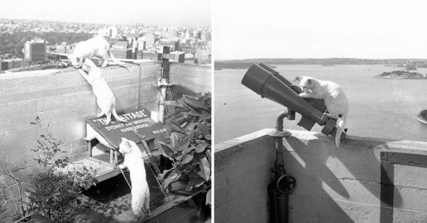 The Sydney Harbour Bridge Was a Home for Famous Cats in the Past