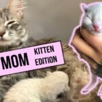 A Young Mama Who Gave Birth While Still Being a Kitten