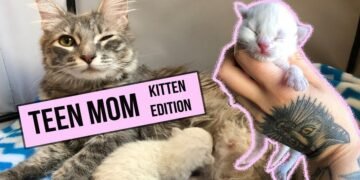 A Young Mama Who Gave Birth While Still Being a Kitten