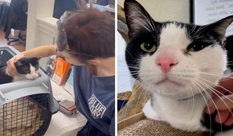 Affectionate Cat’s Happy Ending: Overly Loving Feline Finds Perfect New Home