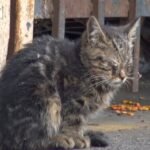 Blind Kitten's Astonishing Journey from Perilous Parking Lot to Loving Home