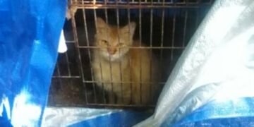 Cat Endures Life in a Bird Cage