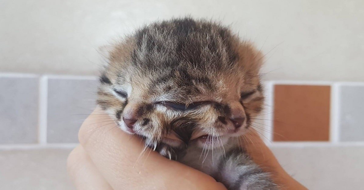 Double the Cuteness The Unbelievable Story of a Kitten Born with Two Faces!
