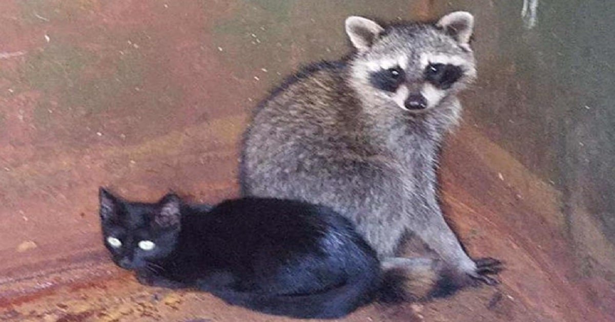 Kitten and Raccoon's Unlikely Friendship Discovered in a Dumpster
