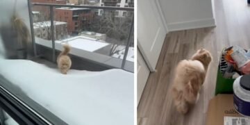Man Discovers New Apartment Includes an Unexpected Feline Friend