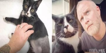 Man Endangers His Marriage to Rescue a Stray Three-Legged Cat