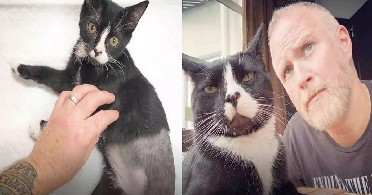 Man Endangers His Marriage to Rescue a Stray Three-Legged Cat