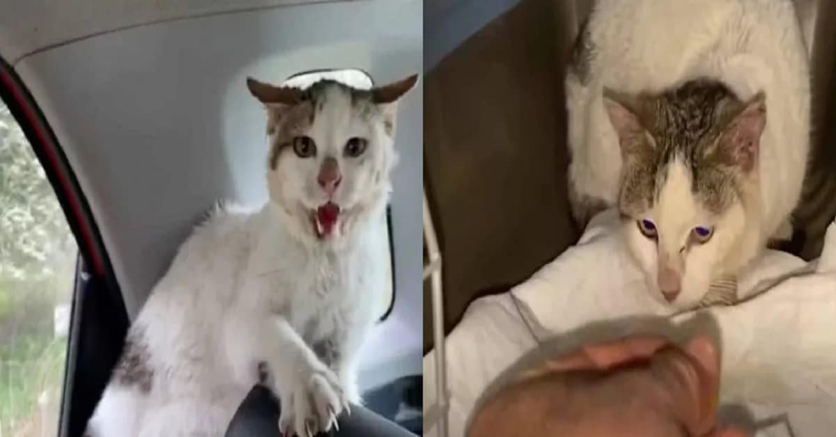 Rescued Hissing Feral Cat Finds Love With His Savior