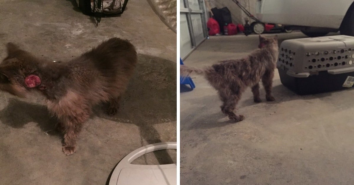 Senior Cat's Remarkable Transformation From Injured to Thriving in a Loving Home
