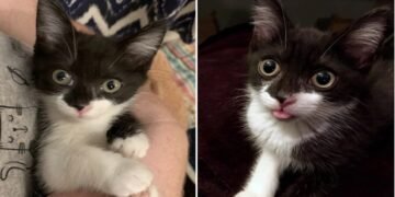 Shy Kitten Finds Loving Family An Inspirational Tale of Trust and Transformation