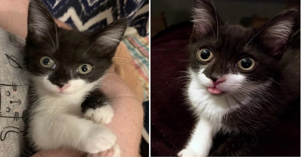 Shy Kitten Finds Loving Family An Inspirational Tale of Trust and Transformation