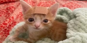 Special Needs Kitten Wears Band-Aid on Head to Raise Awareness