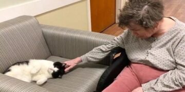 Stray Cat's Heartwarming Journey to Nursing Home Staff Member
