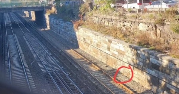 Stray Ginger Kitten Rescued by Woman During Train Wait