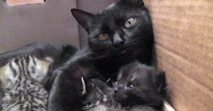 The Heartwarming Conversation Between a Rescued Cat Mom and Her Kittens