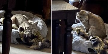 Unusual House Guest Bobcat Enters Home Through Doggy Door, Cozies Up in Dog Bed