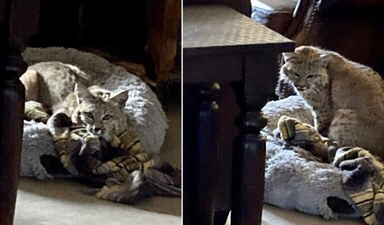 Unusual House Guest: Bobcat Enters Home Through Doggy Door, Cozies Up in Dog Bed