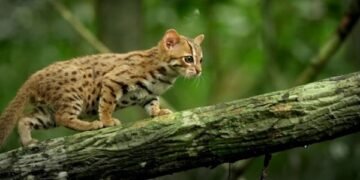 Unveiling the Secrets of the Tiny Rusty-Spotted Cat A Rare and Enchanting Feline