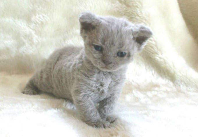 gray tiny cat