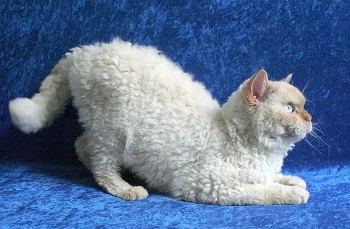 poodle cat with blue eyes