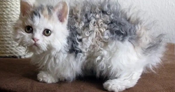 Poodle Cats: The Adorable Feline Breed Capturing Hearts Everywhere