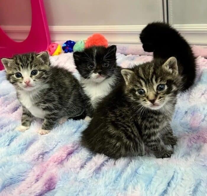 4 little kittens