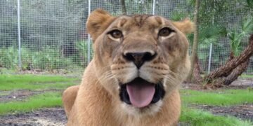 Chained Lioness Rescued from a Drug House Finds Happiness at Big Cat Sanctuary