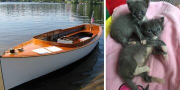Family Purchases Boat, Discovers Two Unexpected Stowaways
