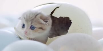 Kittens Hatching from Eggs