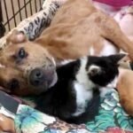 Injured Puppy & Anemic Kitten