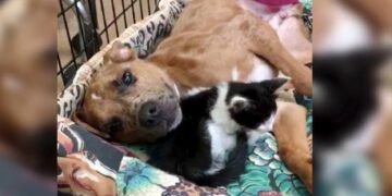 Injured Puppy & Anemic Kitten