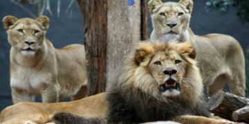 Lions Save Kidnapped Girl in Ethiopia