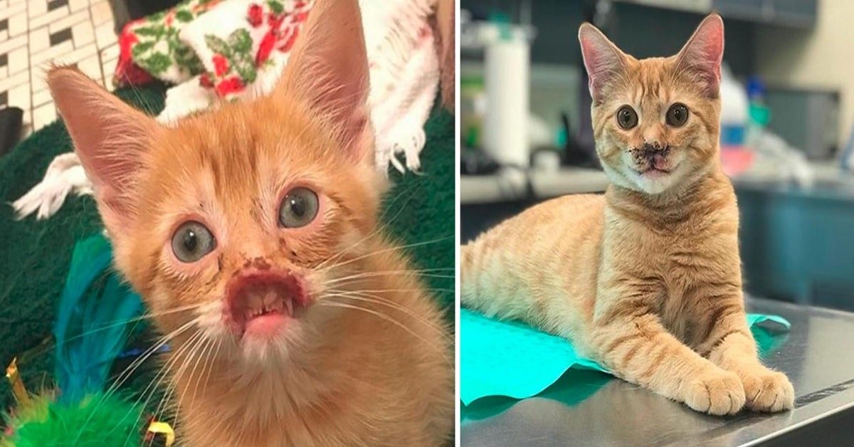 Meet Nigel: The Adorable Kitten with No Nose