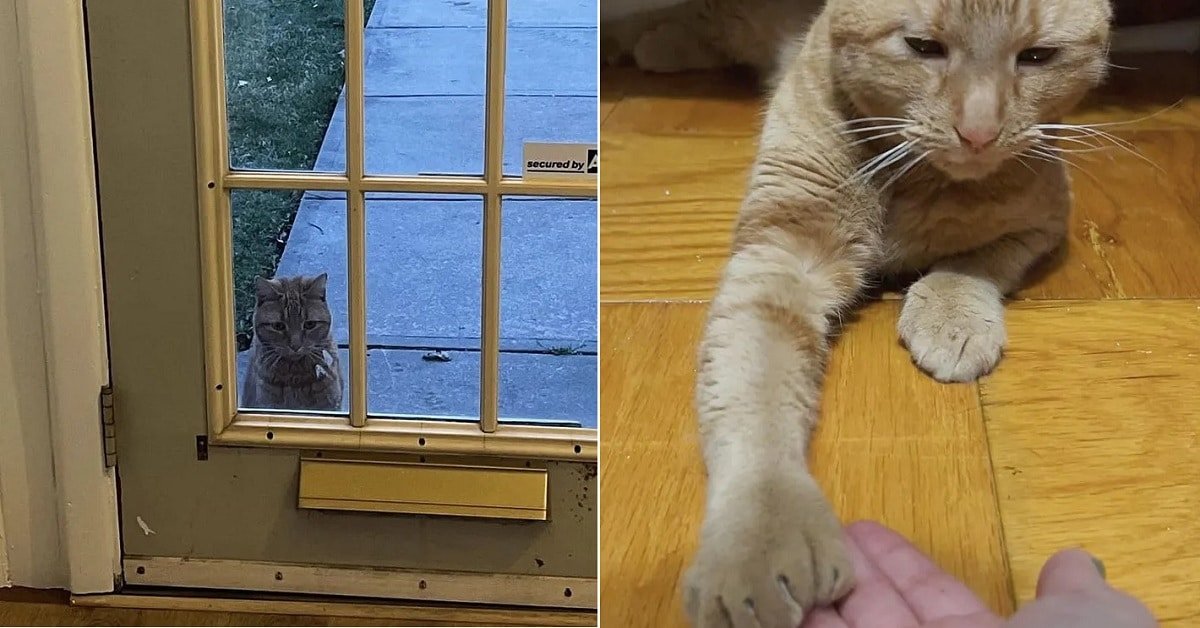 Persistent Extra-Toed Orange Cat Finds Loving Home After Adopting a Porch as His Own