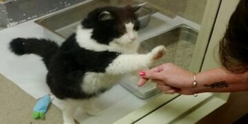 Senior Cat Persistently Pawed at Shelter Glass