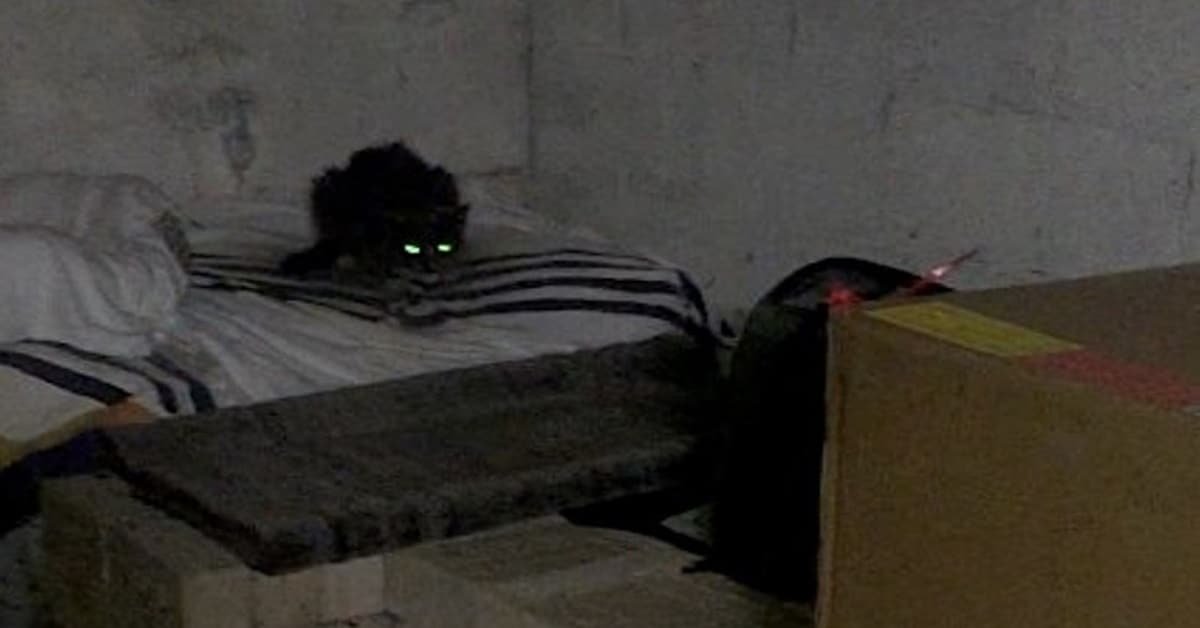 The Emotional Rescue of a Cat Abandoned in a Basement for 20 Years