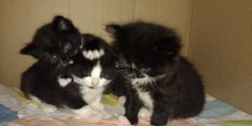 Three Kittens Abandoned on London Bus