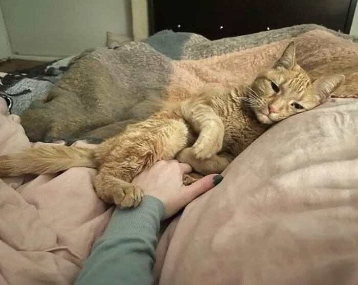 cat relaxing in bed