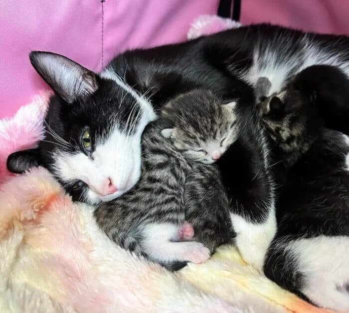 mom cat with babies
