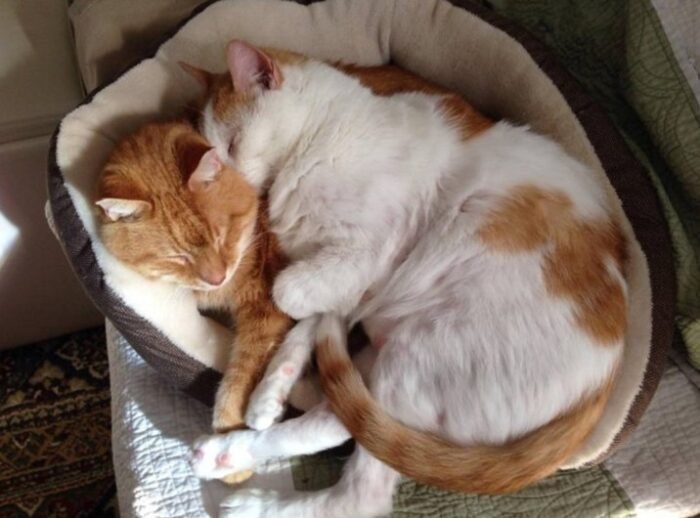2 cats hug and sleep